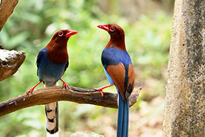 Birdwatching in Sinharaja Forest Reserve